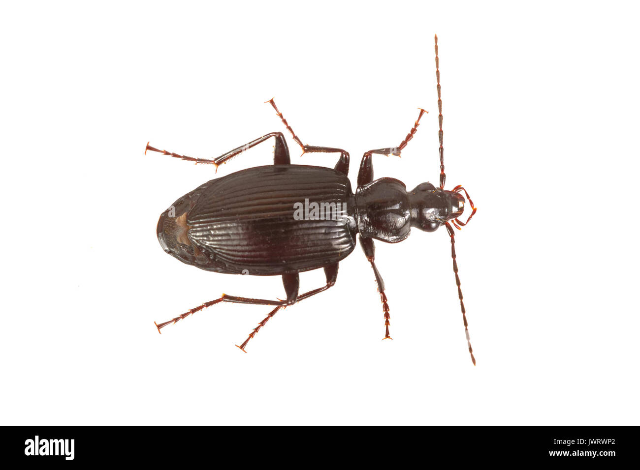 Ground beetle (Limodromus assimilis) isolated on a white background Stock Photo