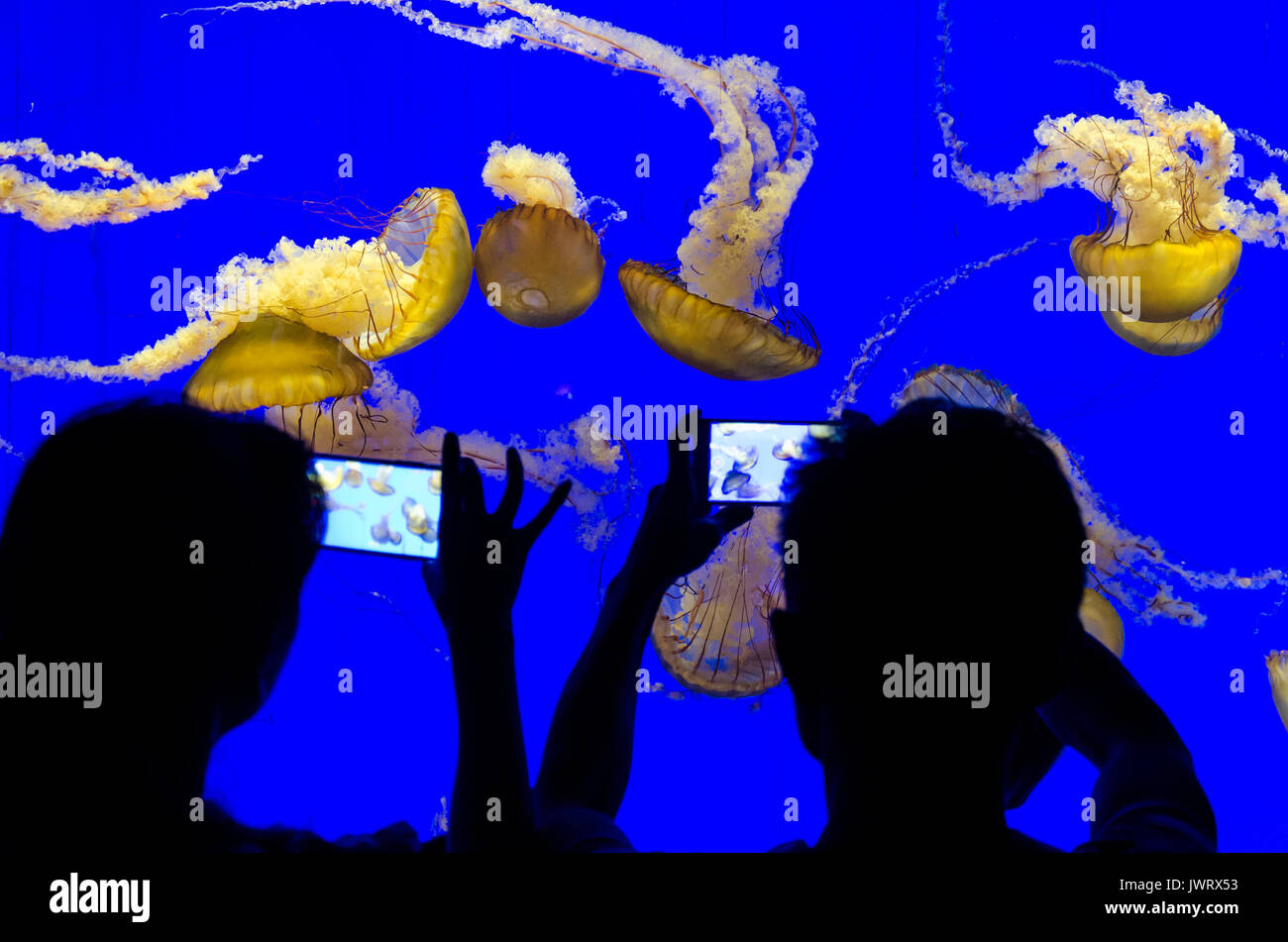 Silhouettes of people looking at a tank of jellyfish in Shanghai Aquarian in China. The tank is back lit with blue lighting. Stock Photo