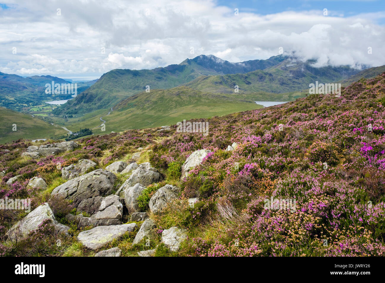 View to distant Snowdon horseshoe from Glyder Fach mountainside with purple Heather in flower above Pen-y-Gwryd in Snowdonia National Park. Wales UK Stock Photo