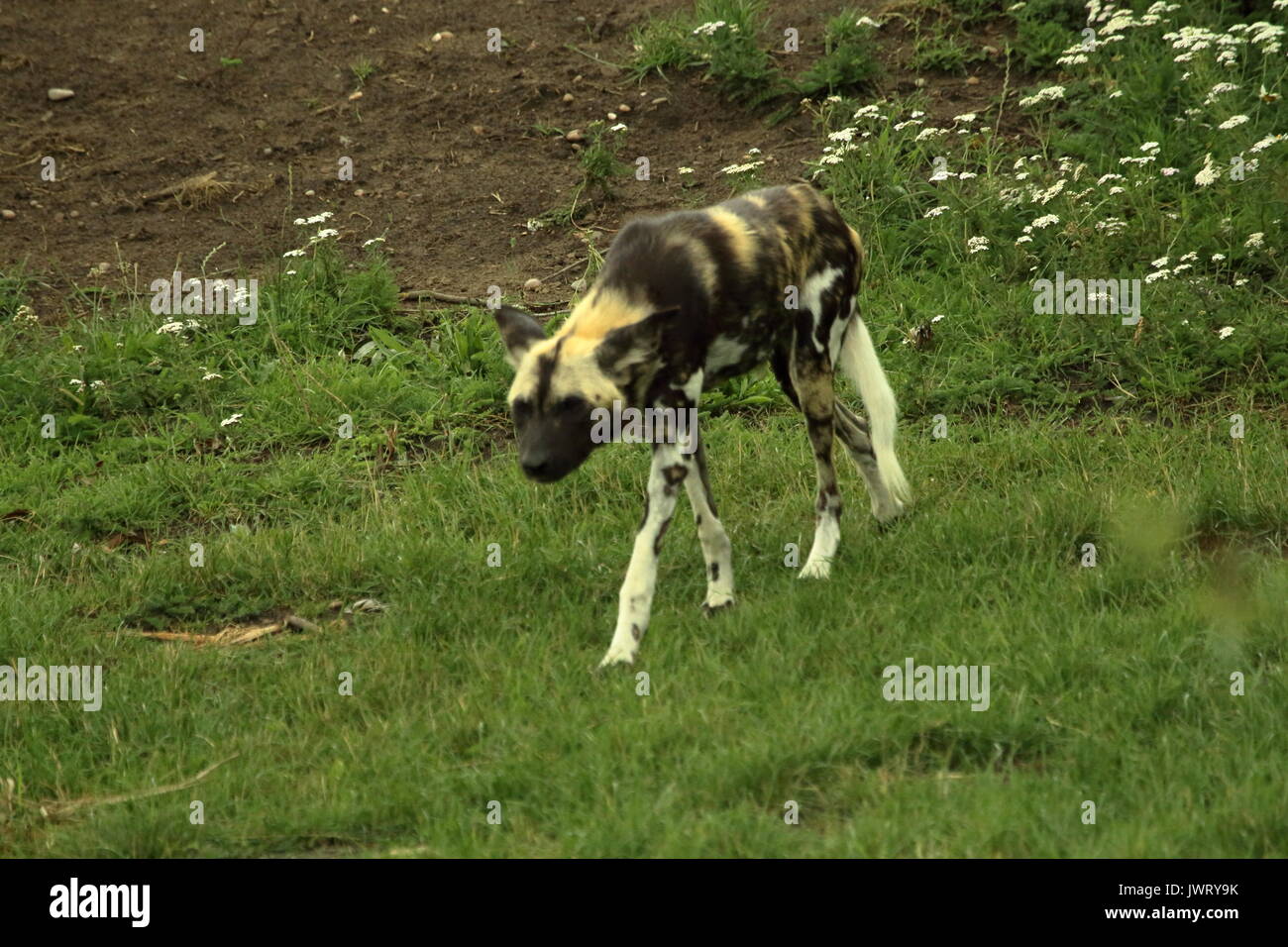 Painted dog,Yorkshire wildlife park Stock Photo
