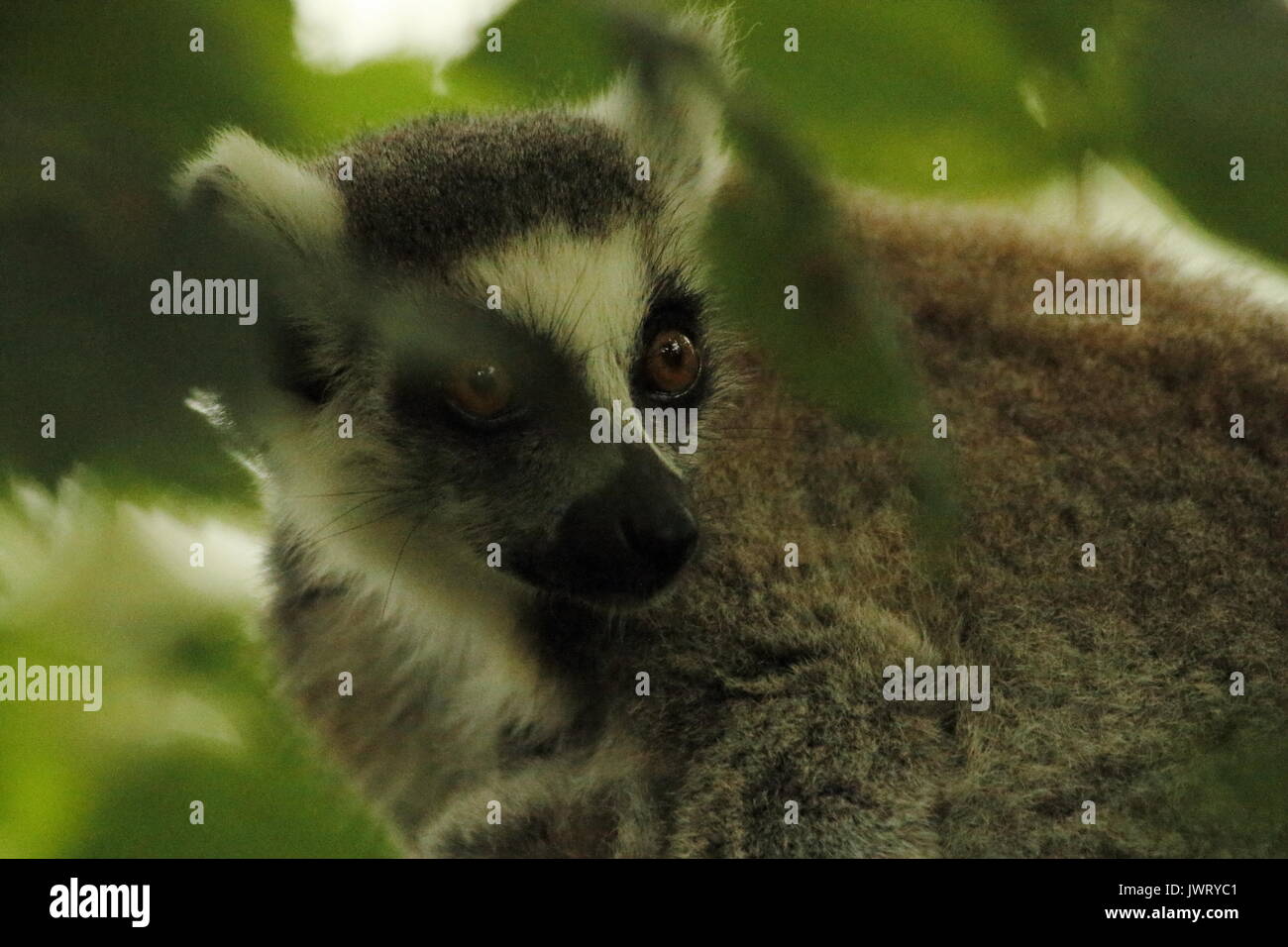 Ring tailed lemur,Yorkshire wildlife park Stock Photo