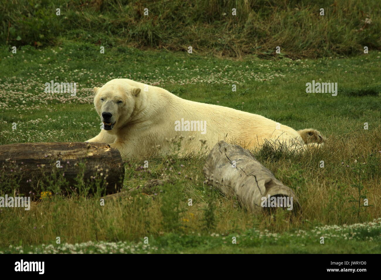 Yorkshire wildlife polar hi-res stock photography and images - Alamy