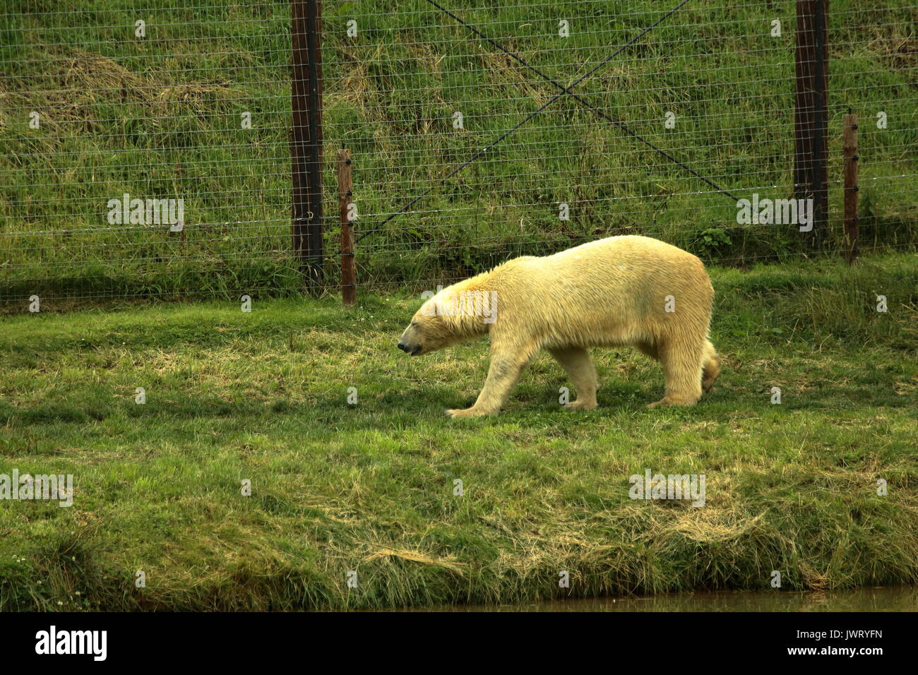 Yorkshire wildlife polar hi-res stock photography and images - Alamy