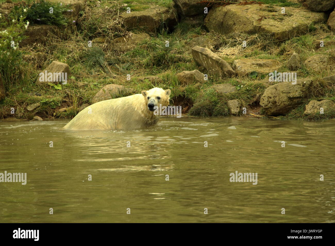 Yorkshire wildlife park polar bear hi-res stock photography and images ...