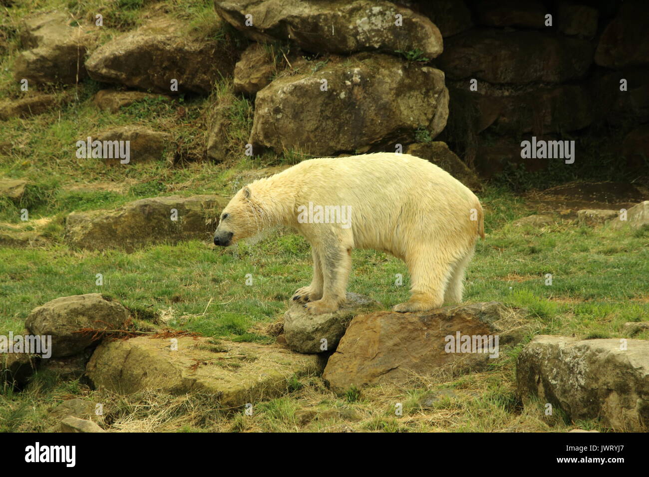 Yorkshire wildlife polar hi-res stock photography and images - Alamy