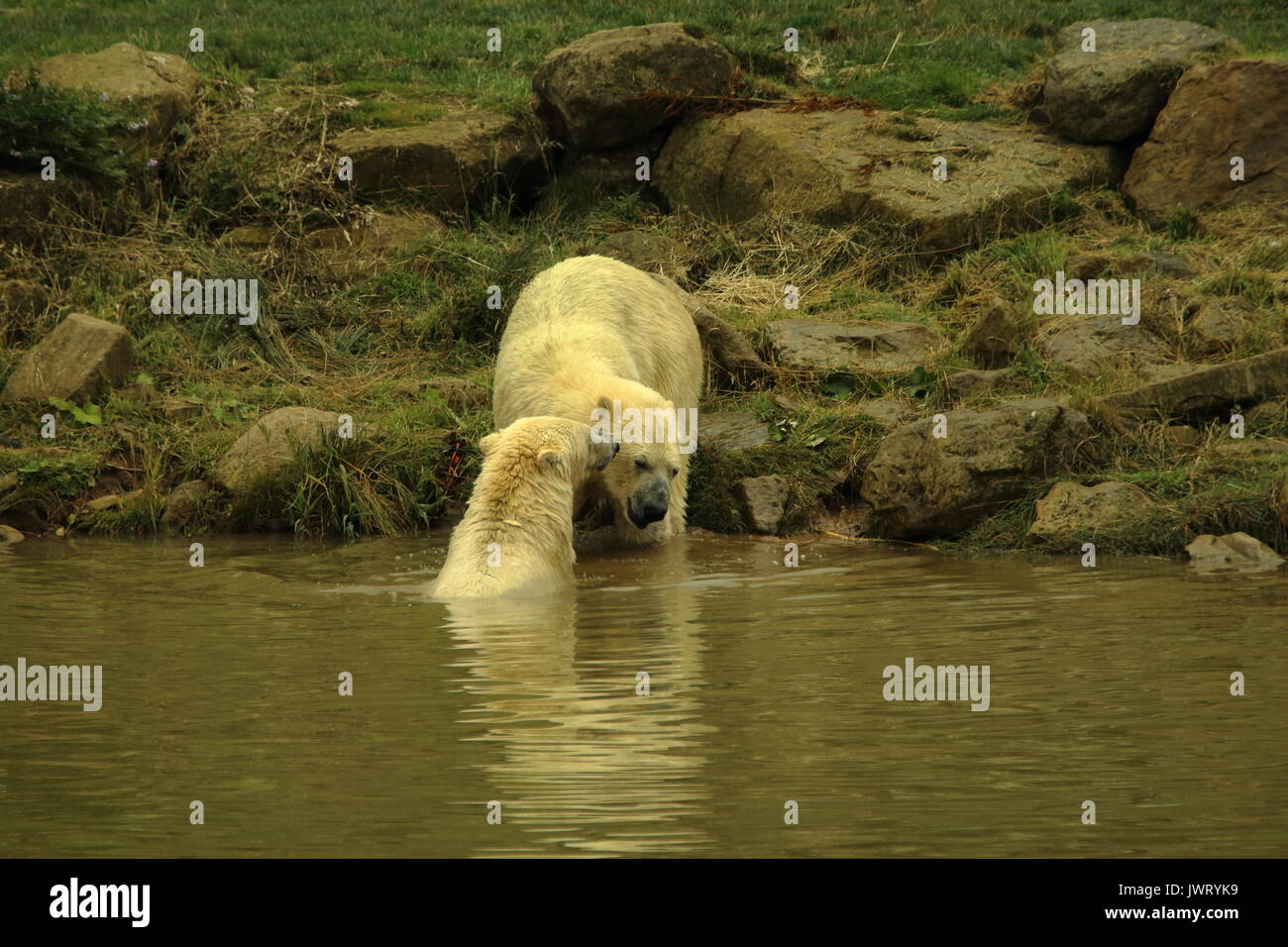 Yorkshire wildlife park polar bears hi-res stock photography and images ...