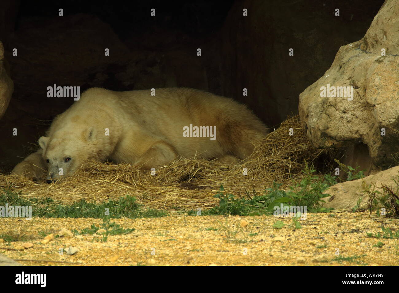 Polar bear,Yorkshire wildlife park Stock Photo