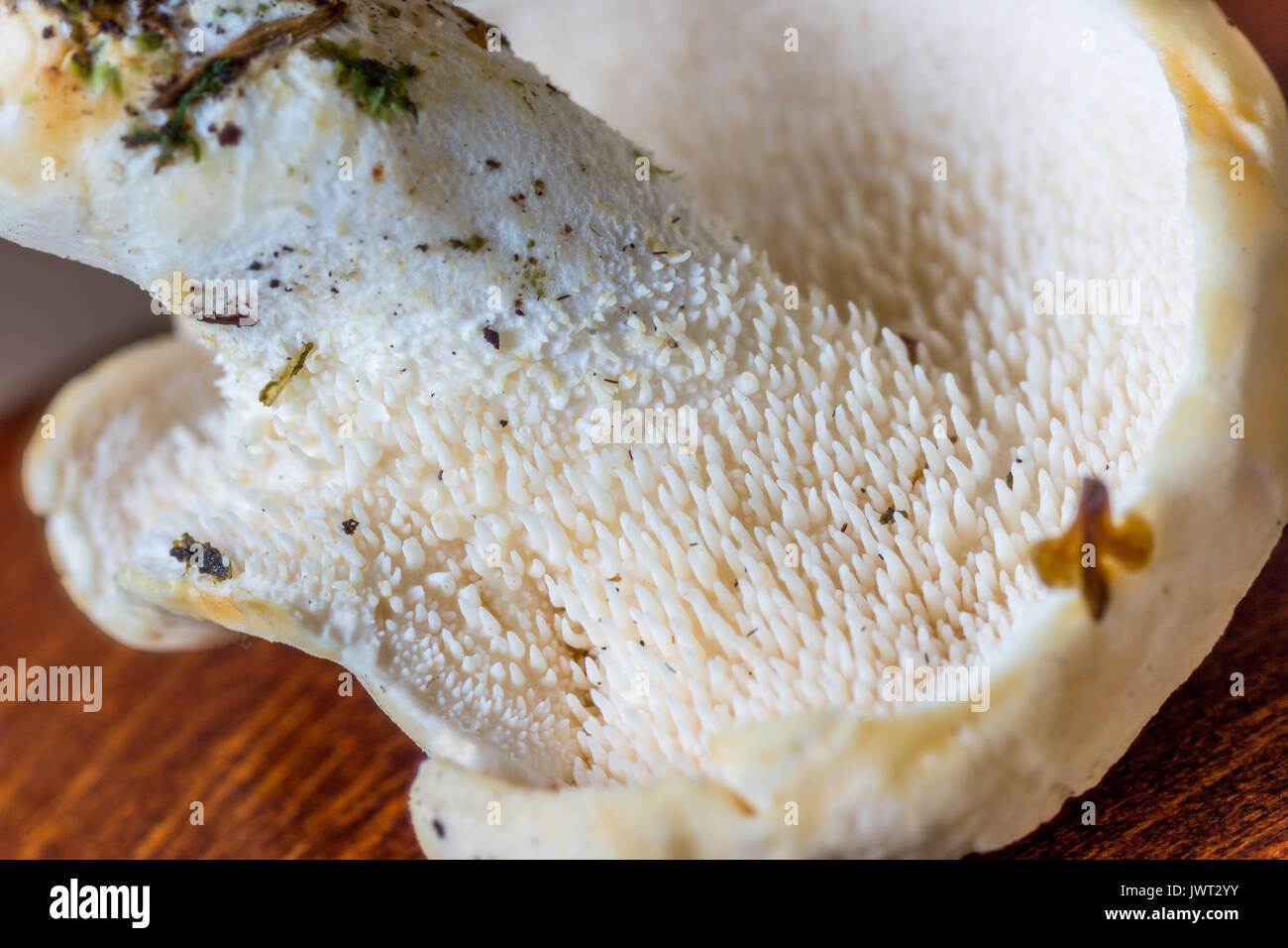 Hedgehog Mushrooms Stock Photo