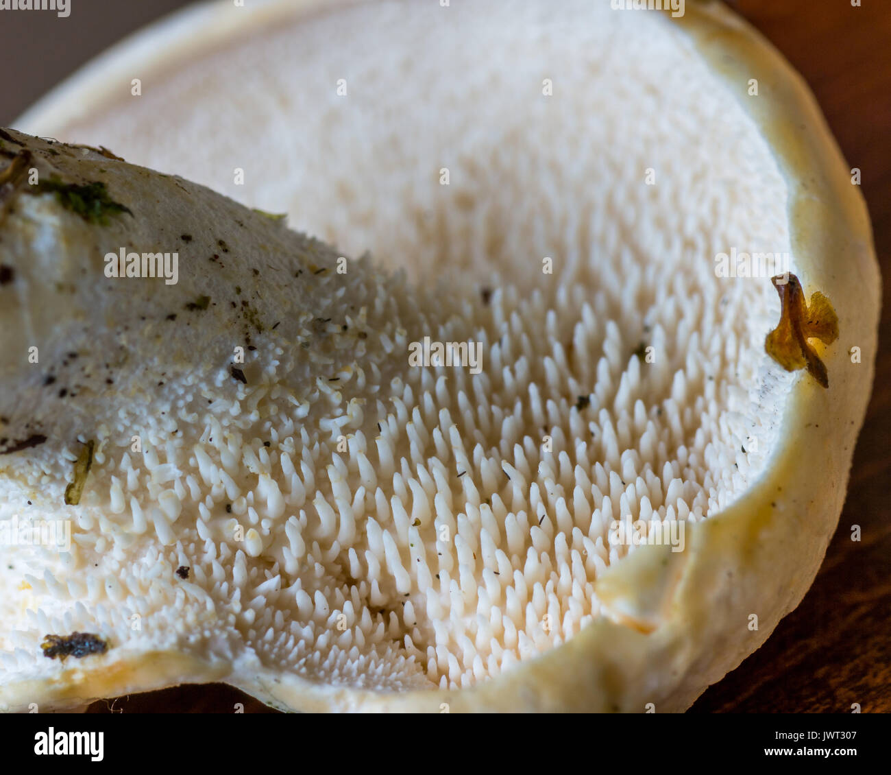 Hedgehog Mushrooms Stock Photo