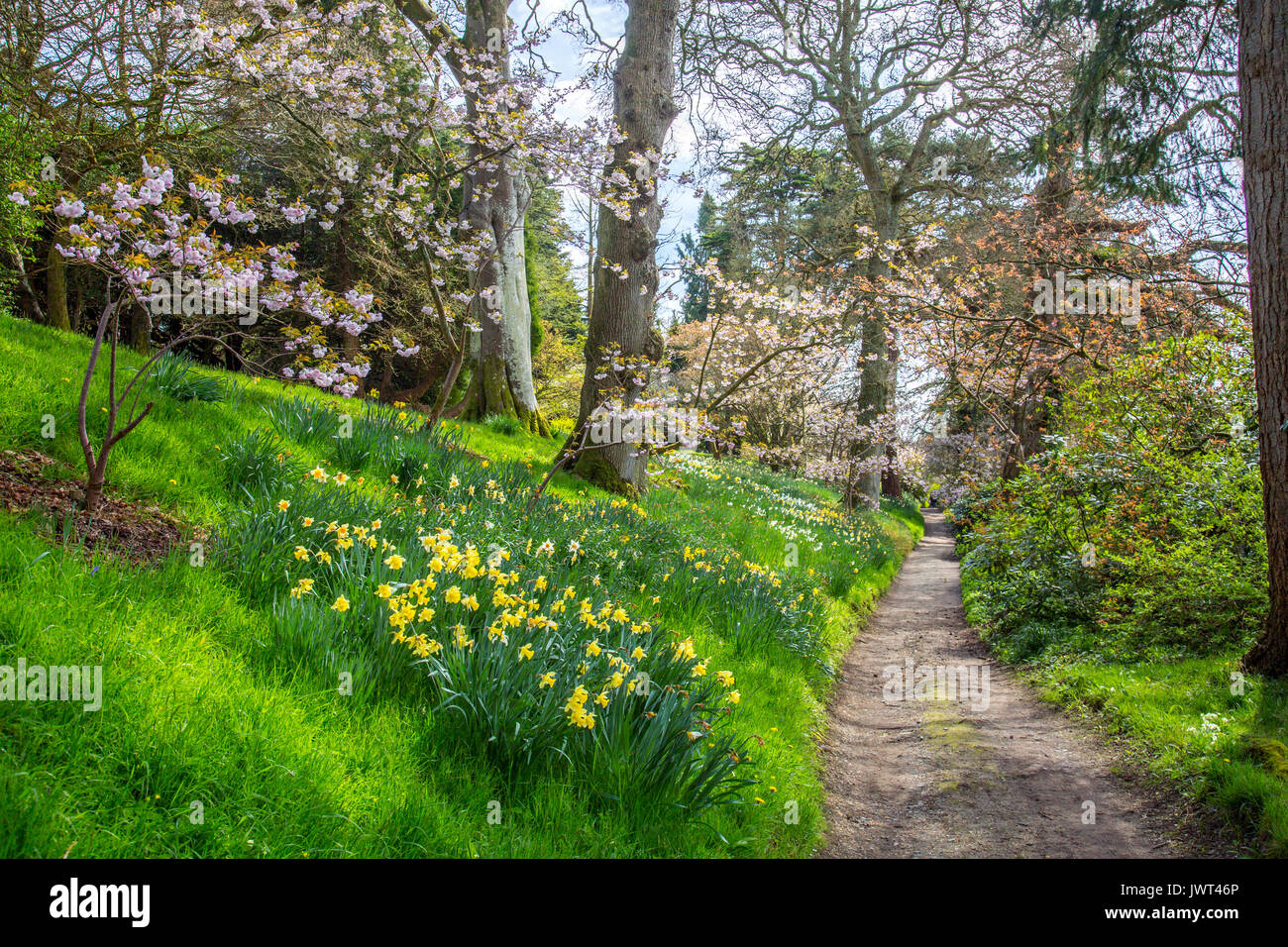 Flowering spring daffodils and tree blossom in the woodland walk at