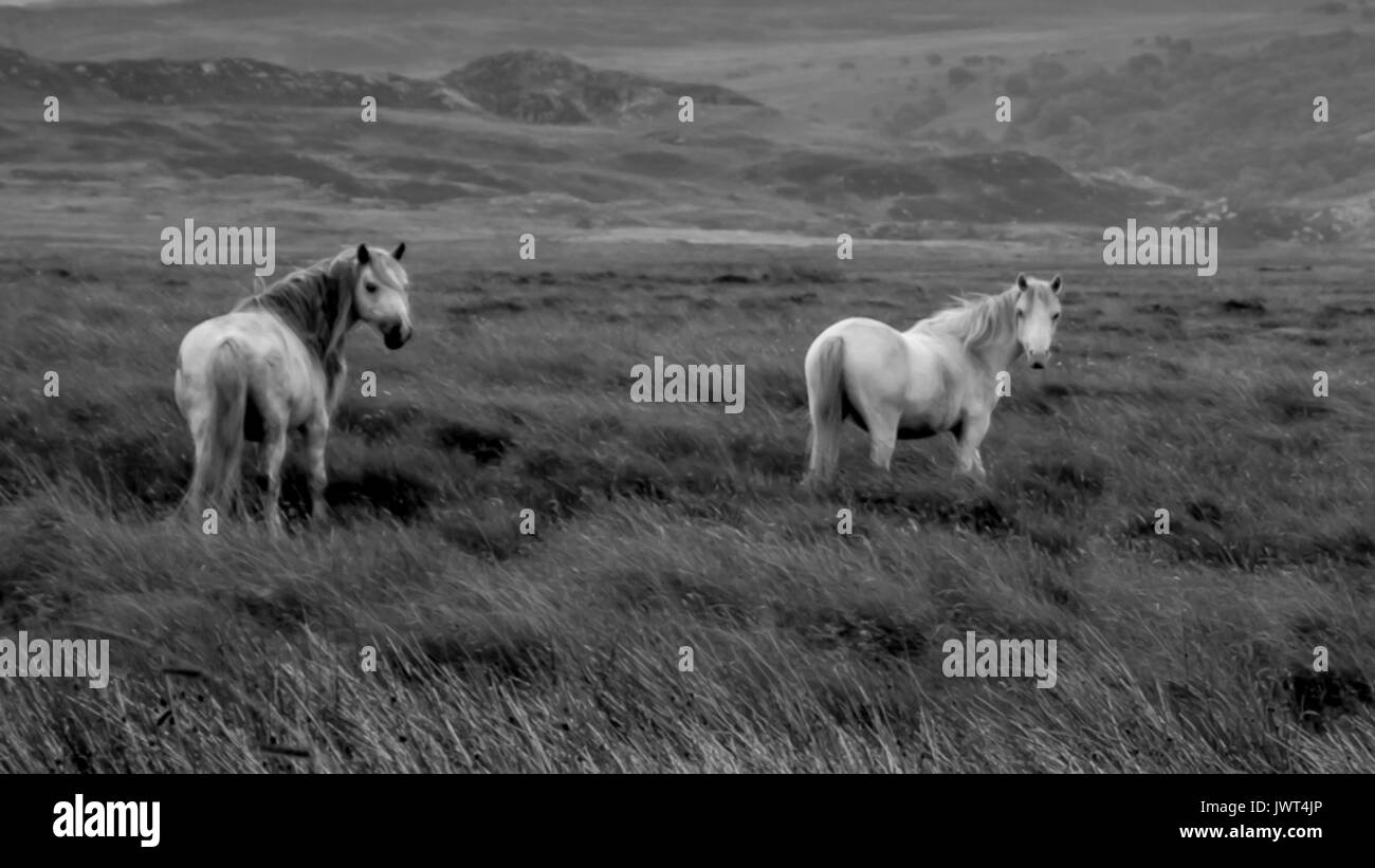 White horses in the fields at Ogwen Valley, Snowdonia, Wales Stock Photo