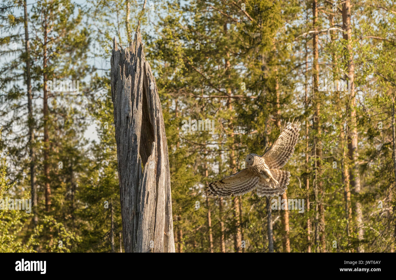 Ural owl, Strix uralensis flying towards his nest in an old tree trunk, Norrbotten, Sweden Stock Photo