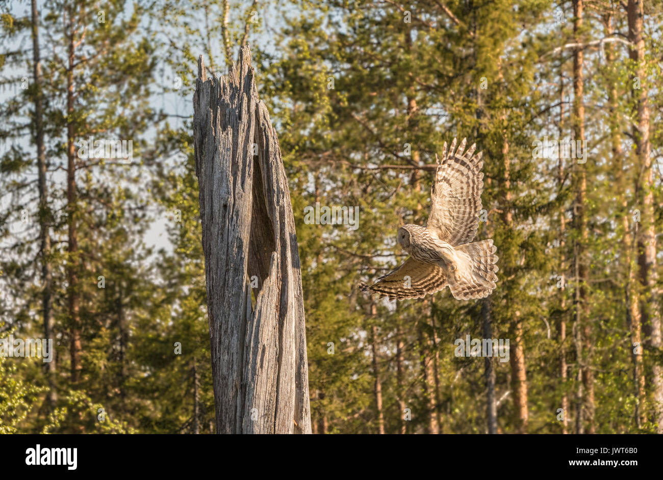 Ural owl, Strix uralensis flying towards his nest in an old tree trunk