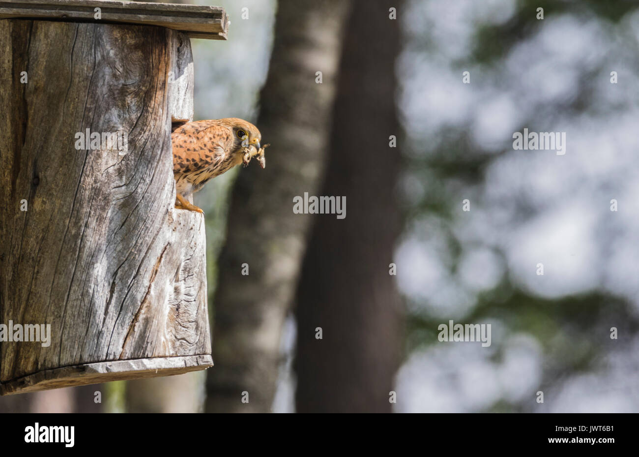 Female Common kestrel, Falco tinnunculus, sitting in a birdhouse