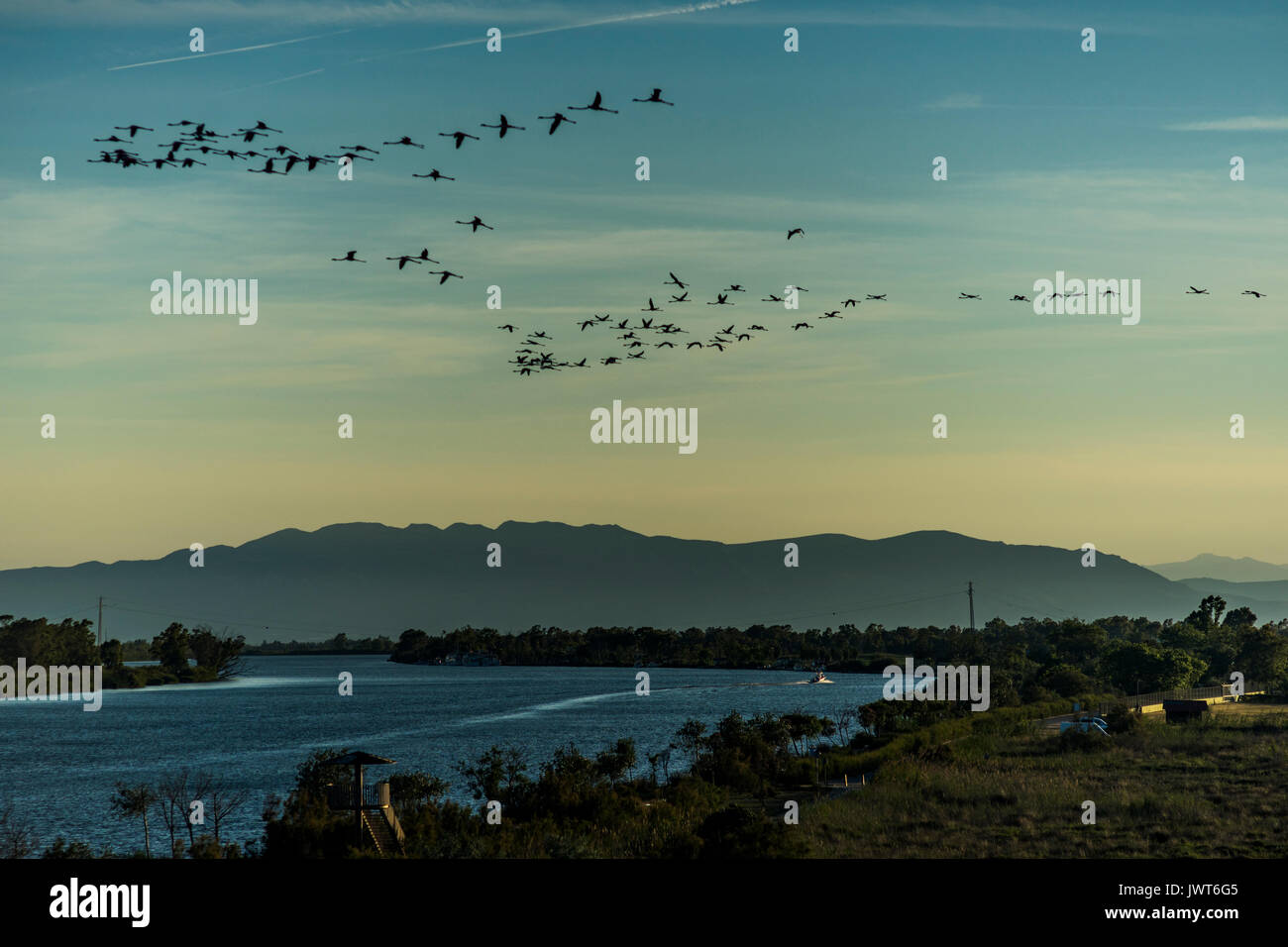 A flock of flamingos at the mouth of the river Ebro. Stock Photo