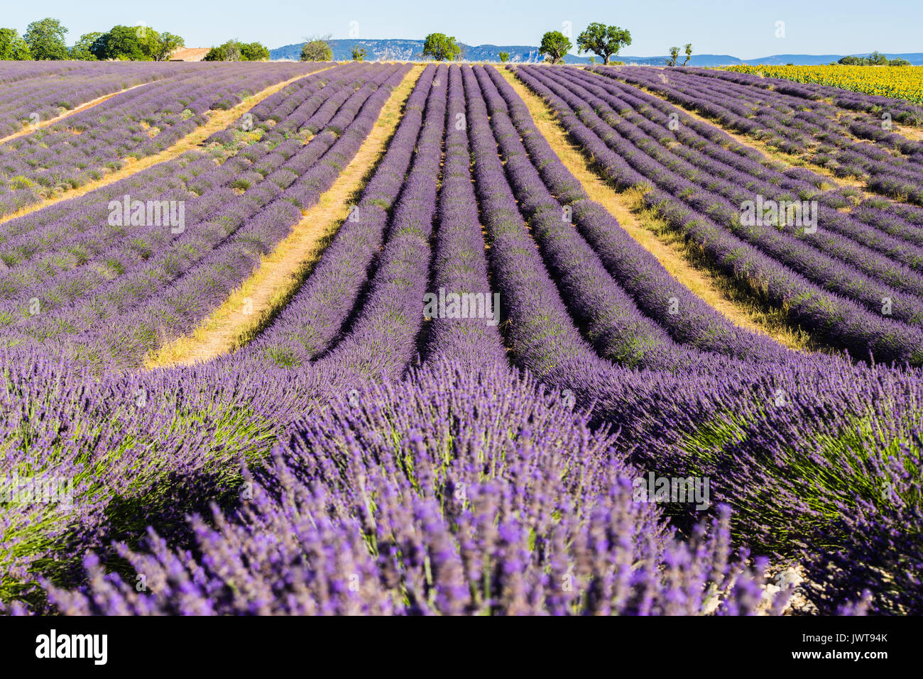 Lavender fields in summer in Valensole. Alpes de Haute Provence, PACA Region, Southern French Alps, France Stock Photo