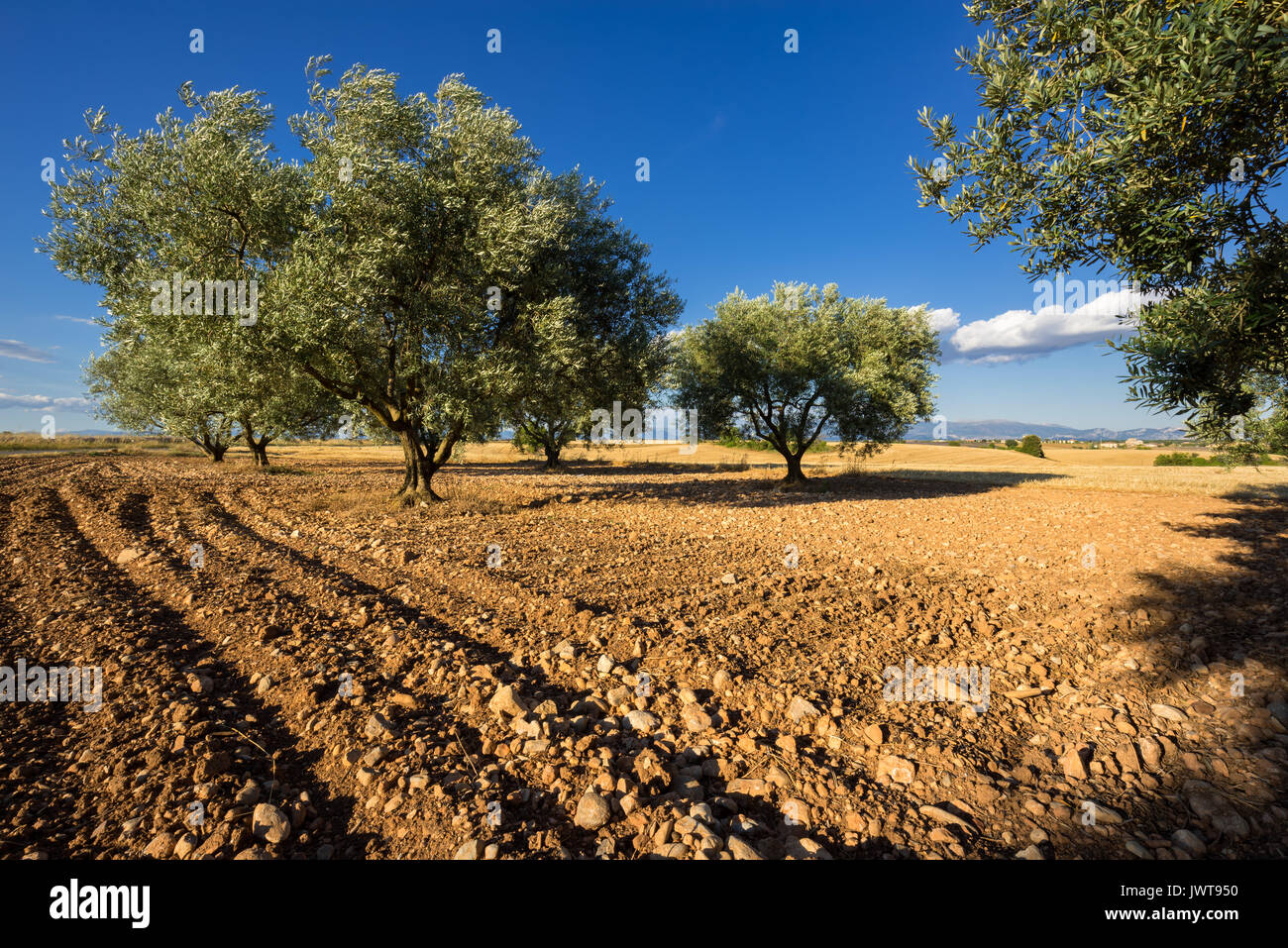 Olive tree field in Valensole in summer. Alpes de Haute Provence, PACA Region, Southern French Alps, France Stock Photo