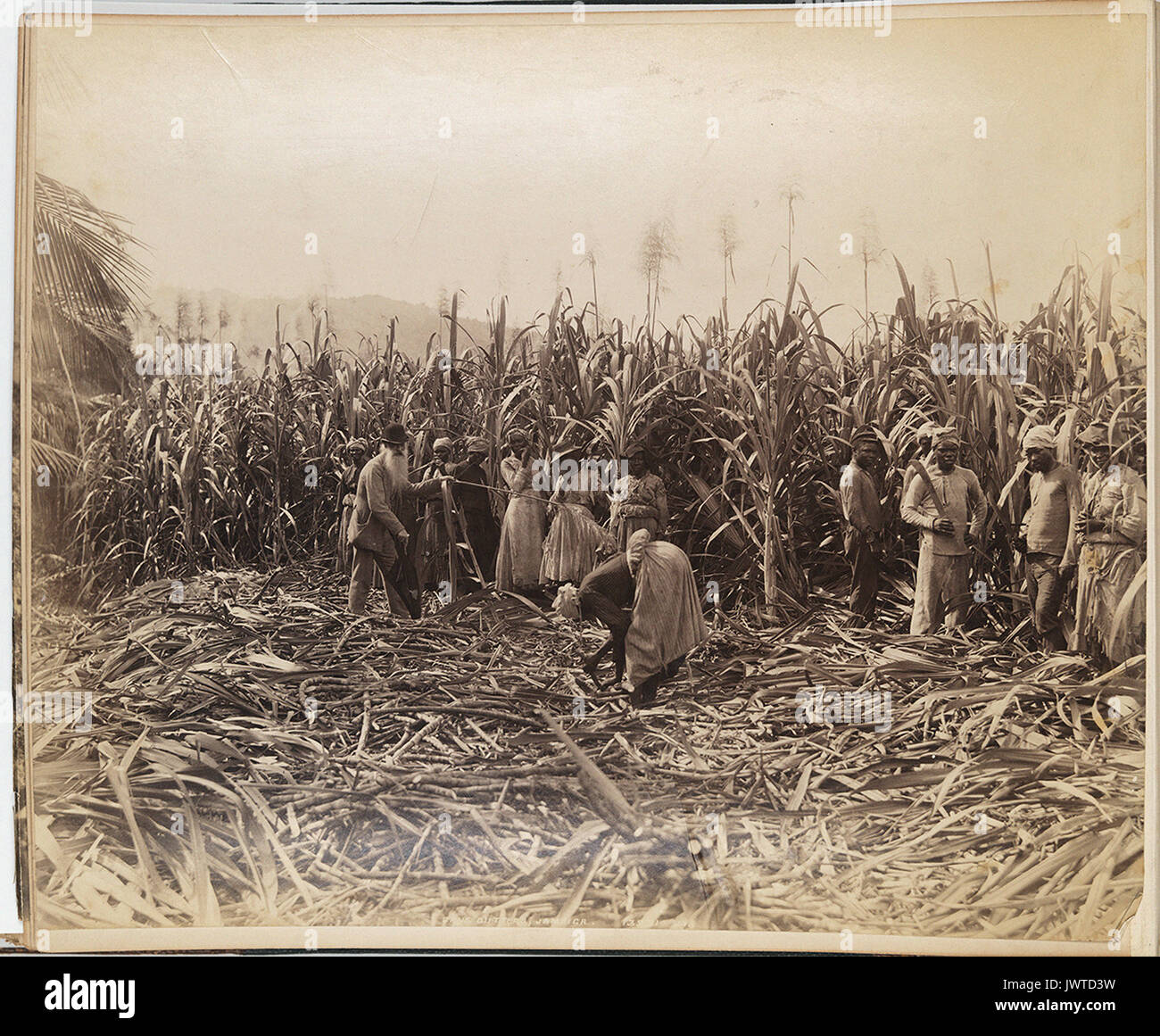 Cane Cutters, Jamaica Stock Photo Alamy