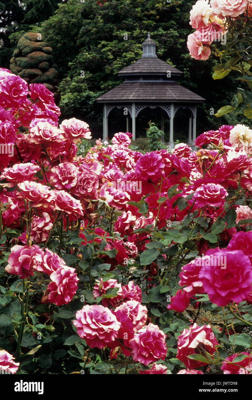 Gazebo Woodland Park Rose Garden Seattle Washington Stock Photo