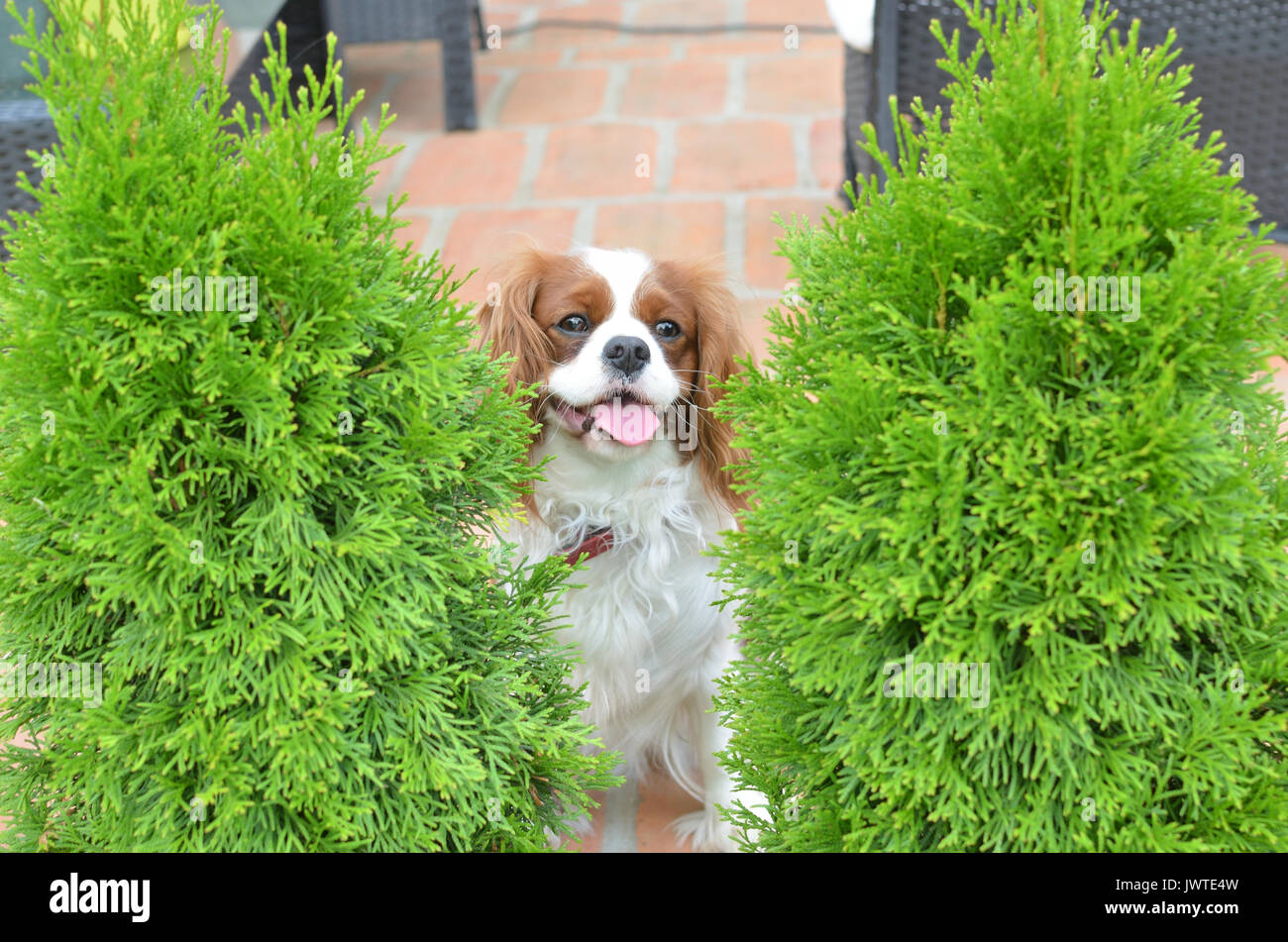 Cavalier King Charles Spaniel, lovely dog, hiding between two thuja trees Stock Photo