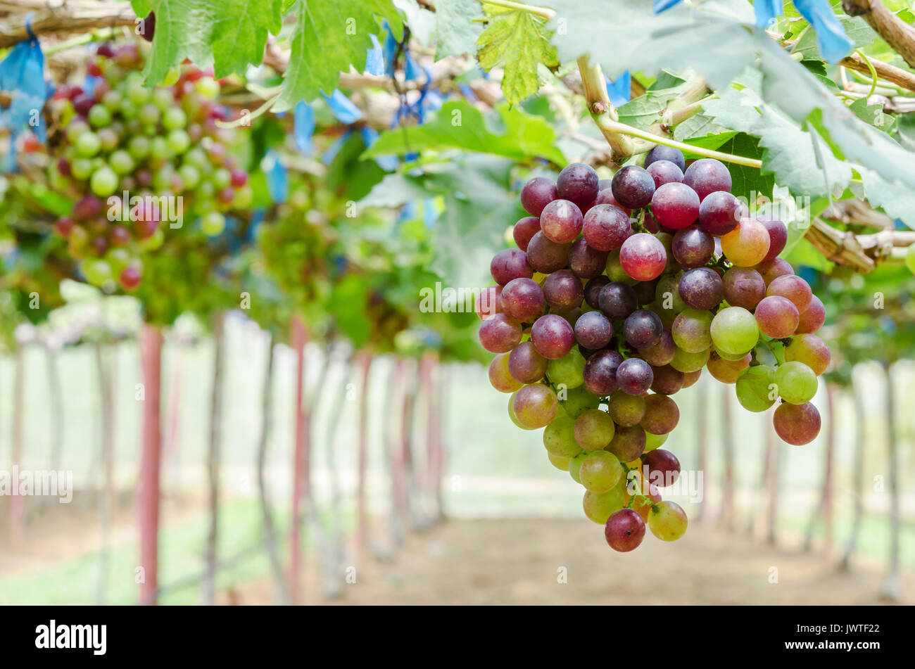 Vineyard grapes (grape, red, orchard Stock Photo 153588010 Alamy