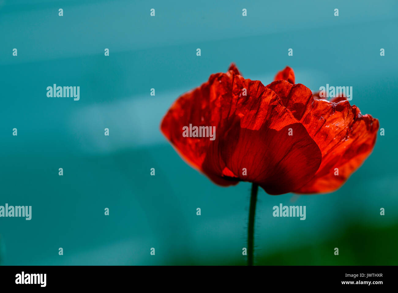 Field of Corn Poppy Flowers Papaver rhoeas in Spring Stock Photo