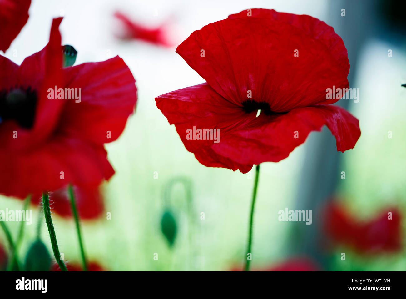 Field of Corn Poppy Flowers Papaver rhoeas in Spring Stock Photo