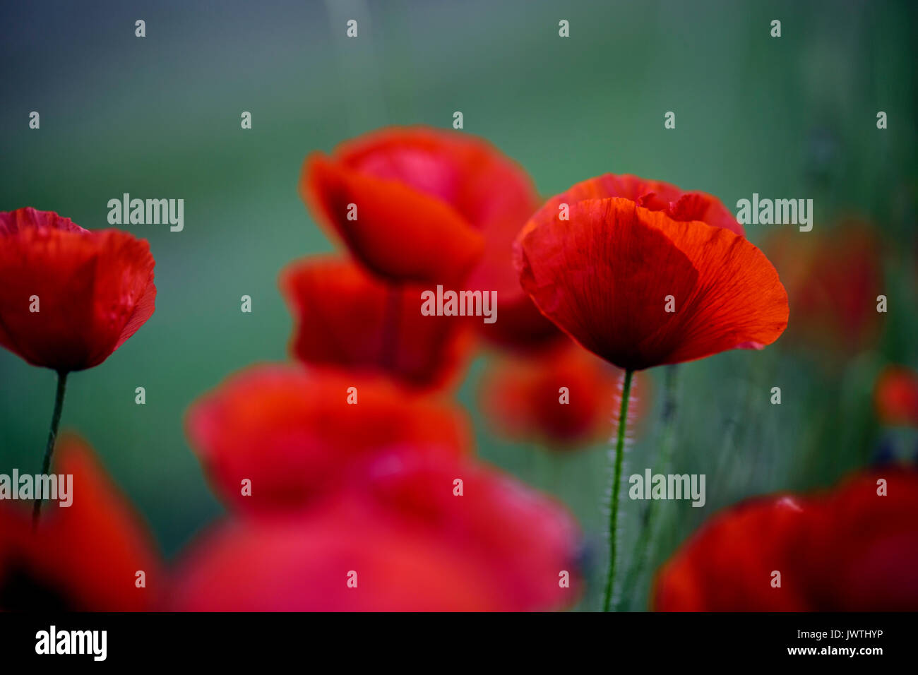 Field of Corn Poppy Flowers Papaver rhoeas in Spring Stock Photo