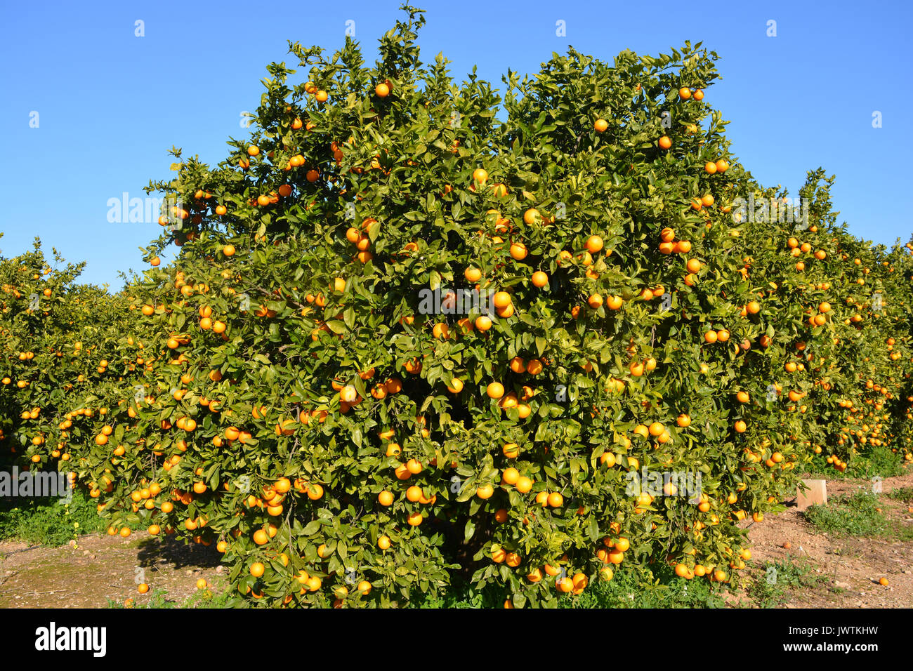 Oranges growing on trees in an orchard, on the Costa Blanca, Spain