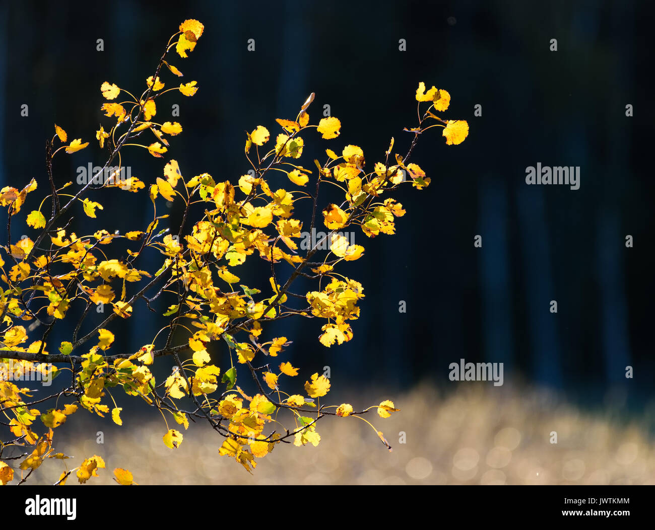 Backlit Autumn foliage in golden light at beginning of October 2016 in Espoo, Finland. Colorful mostly yellow Aspen leaves at the sunset time by the B Stock Photo