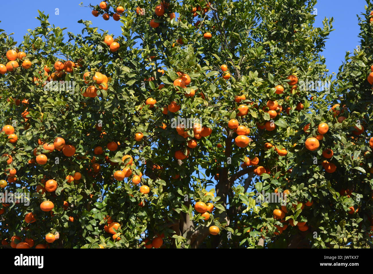 Valencia orange tree hires stock photography and images Alamy