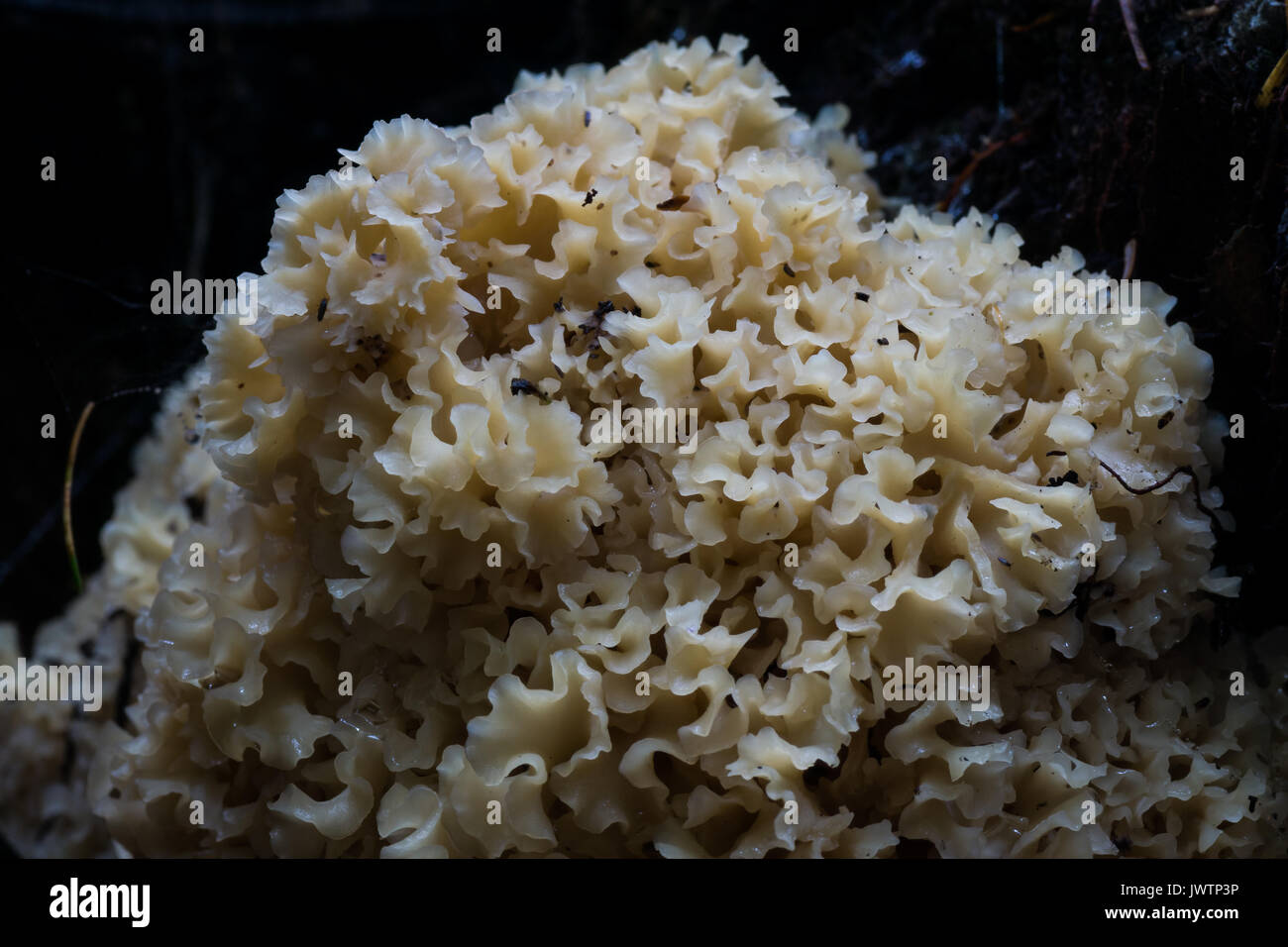 Cauliflower fungus in a stump hollow Stock Photo - Alamy