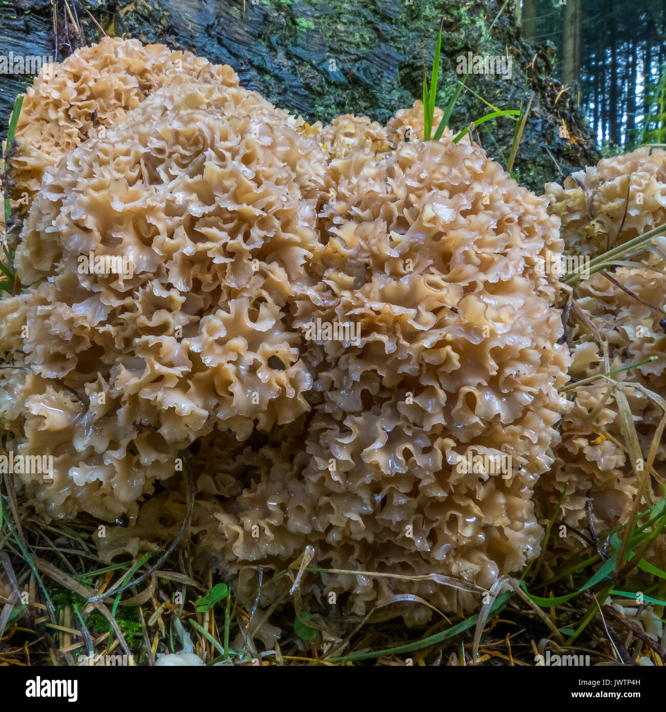 Cauliflower fungus Stock Photo