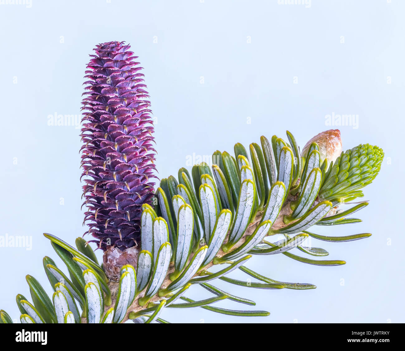 Korean Fir Tree Stock Photo Alamy