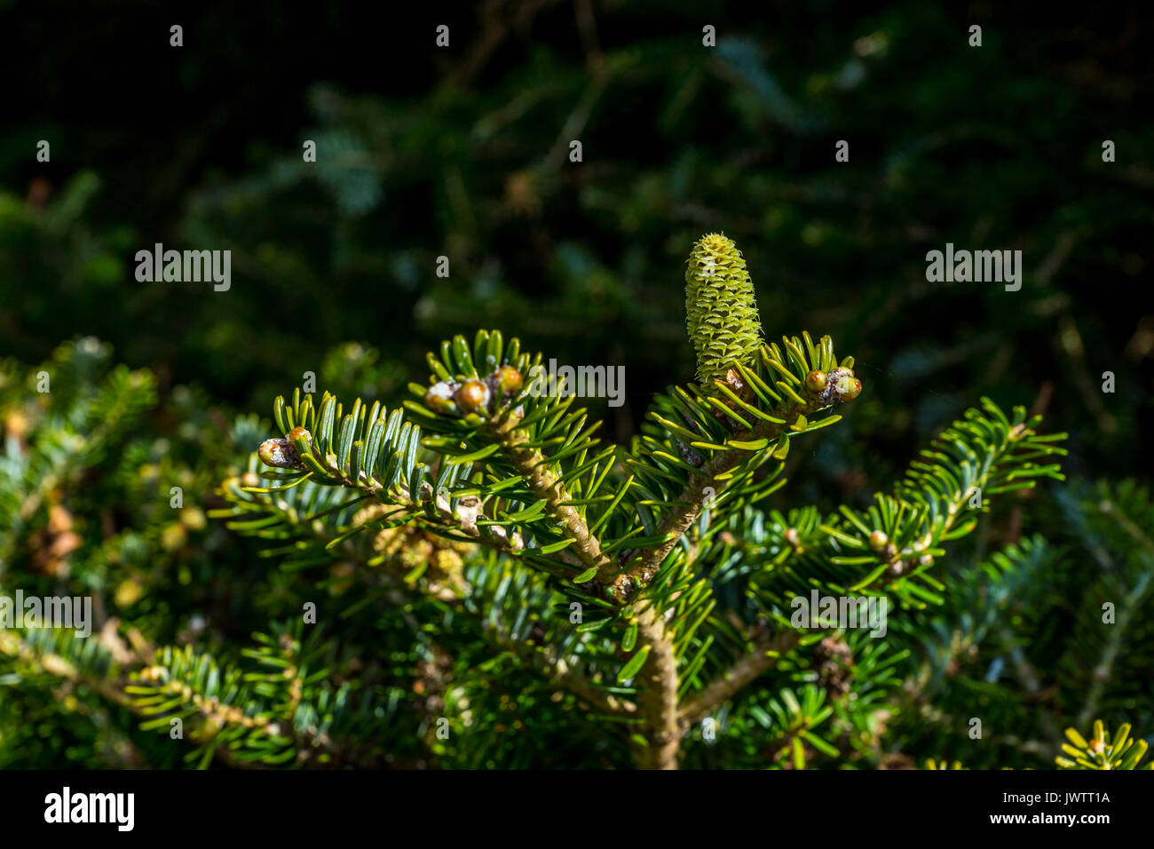 Korean Fir Tree Stock Photo Alamy