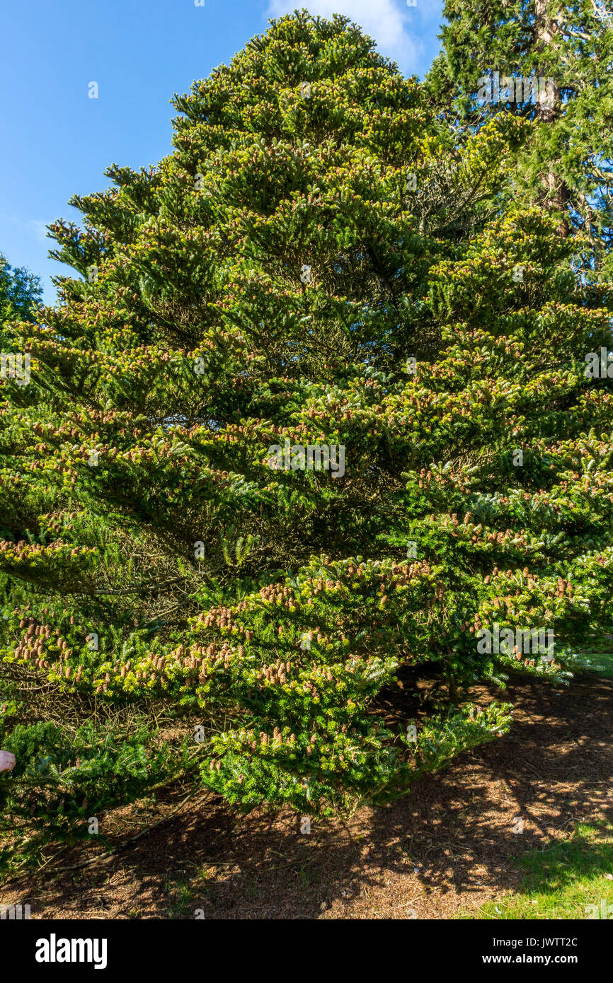 Korean Fir Tree Stock Photo Alamy