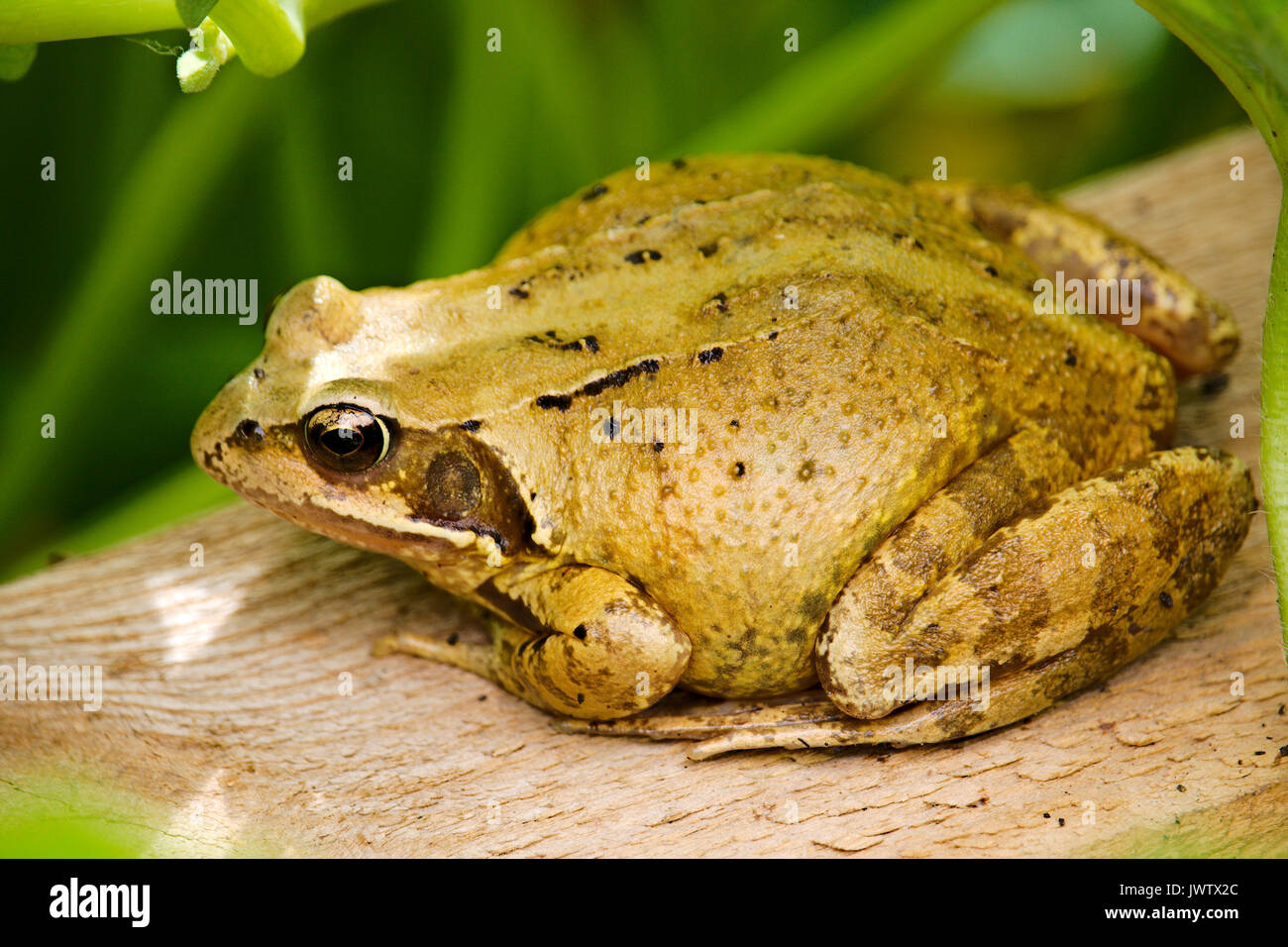 The common (UK) frog (Rana temporaria Stock Photo Alamy