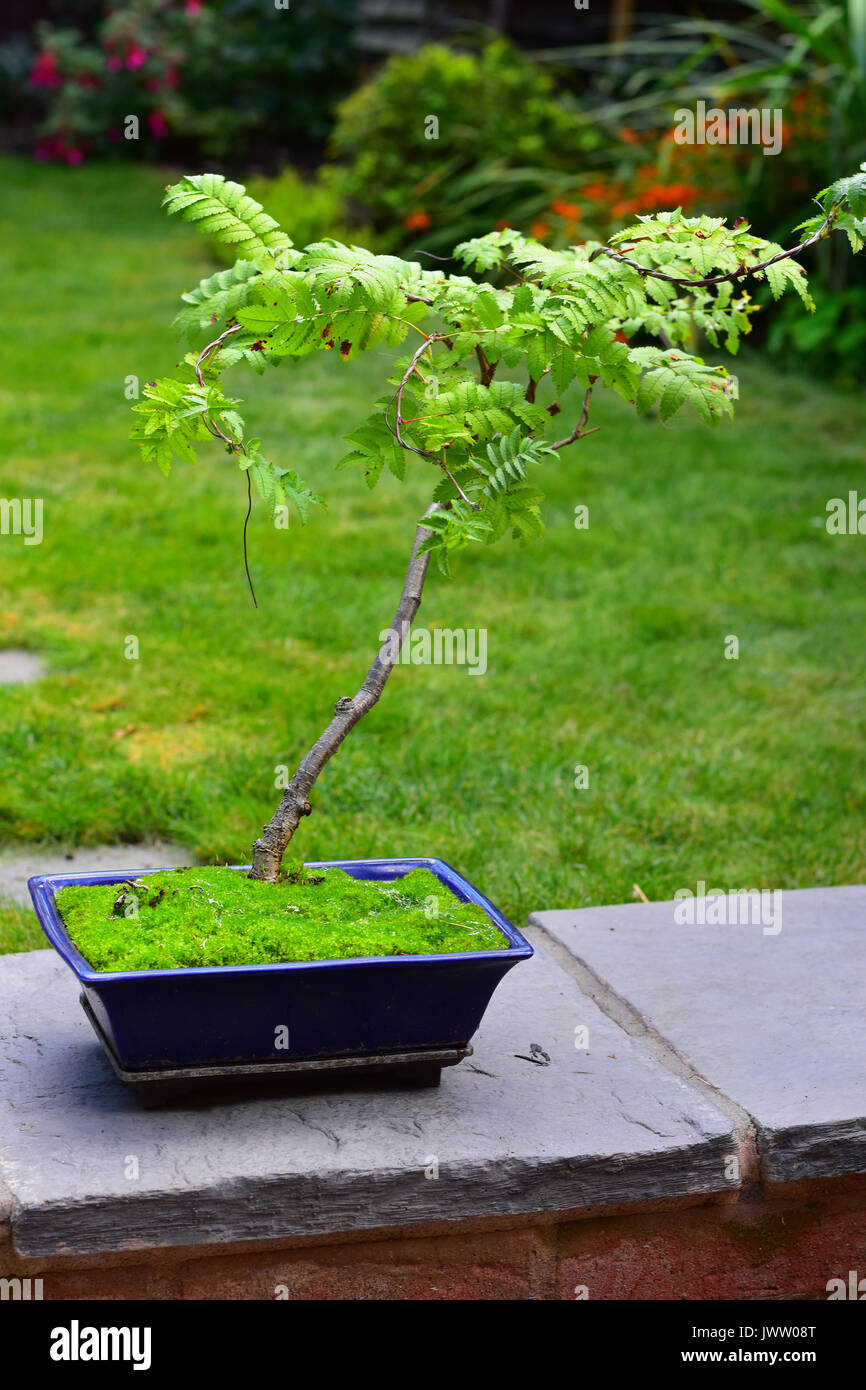 Bonsai Rowan tree in a blue pot Stock Photo