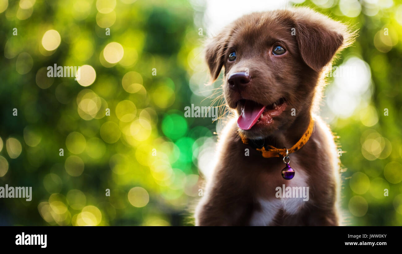 Happy brown Labrador retriever puppy with bokeh abstract background for text free space Stock Photo