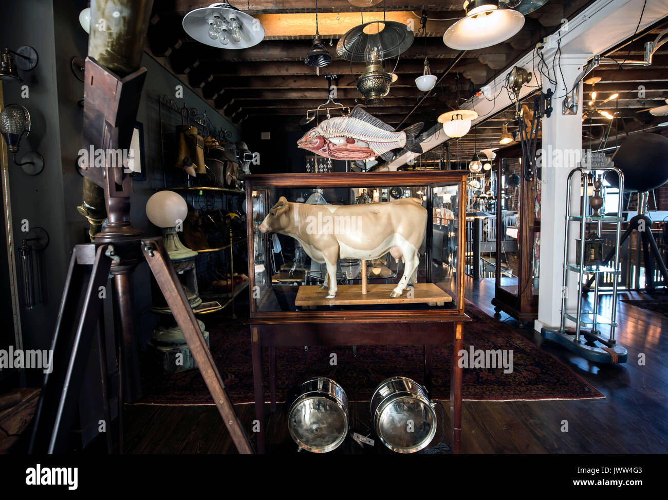 Aug.13, 2017 - Peekskill, New York, U.S. -  Early Electrics lighting showroom and museum features owner Steve Erenberg's large collection of early scientific equipment, medical objects and instruments, quackery, anatomical models and other offbeat esoterica. www.earlyelectrics.com(Credit Image: © Brian Cahn via ZUMA Wire) Stock Photo