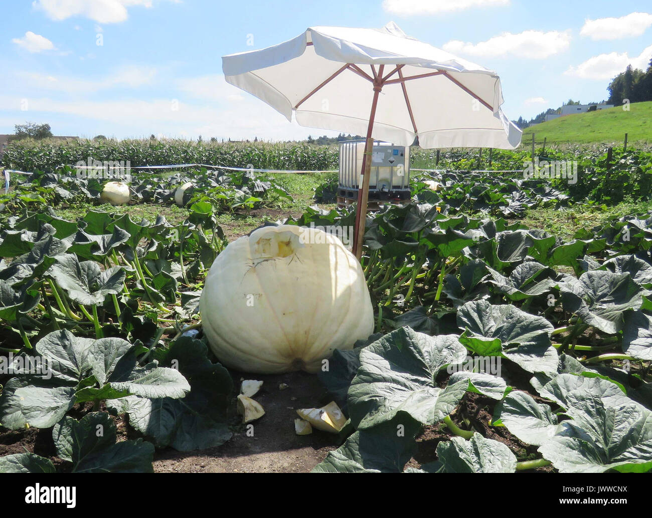 HANDOUT Handout Picture Showing A Damaged Winter Squash Being Covered With A Parasol On A 