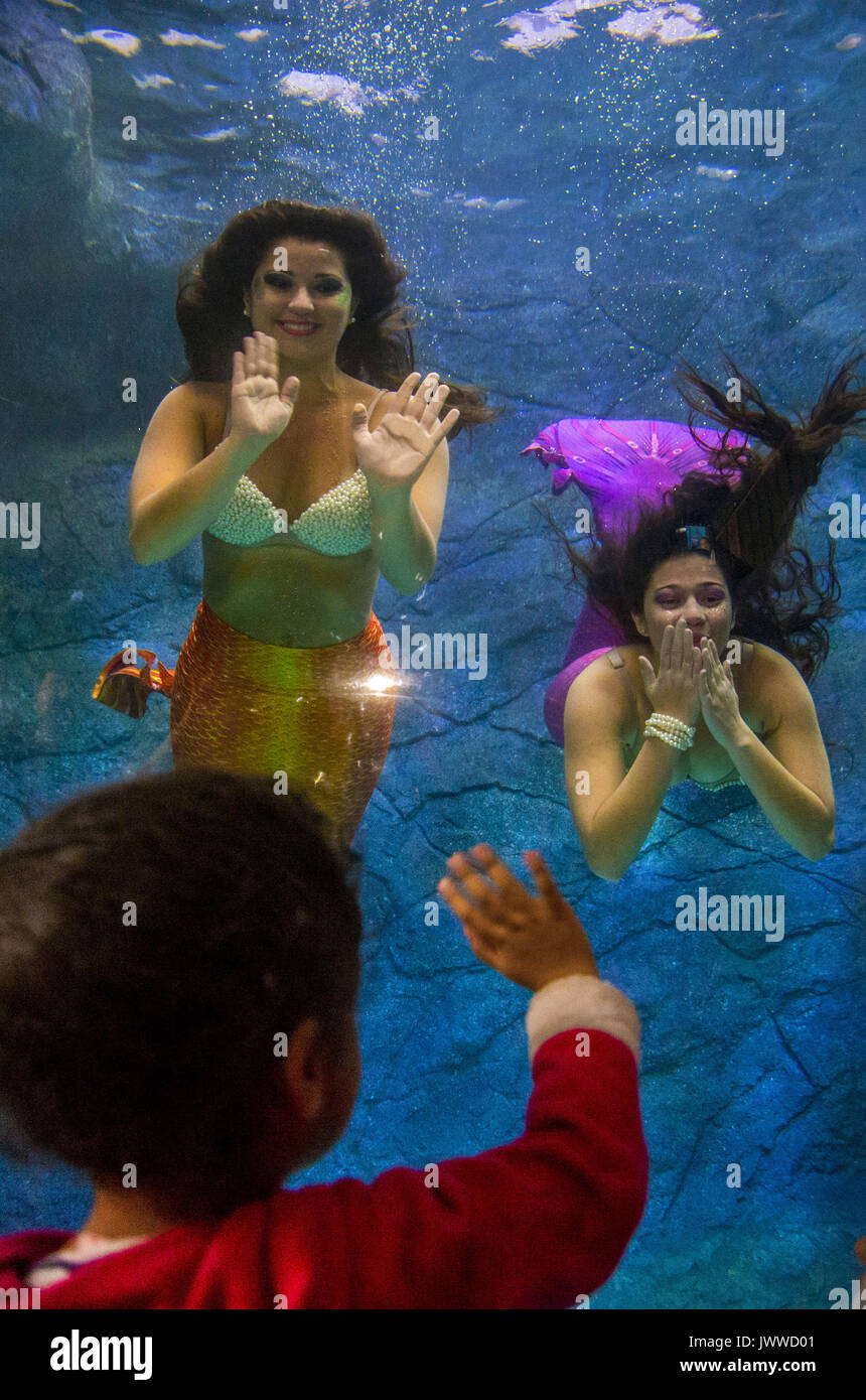 Sao Paulo, Brazil. 14th August, 2017. Visitors watch several mermaids ...