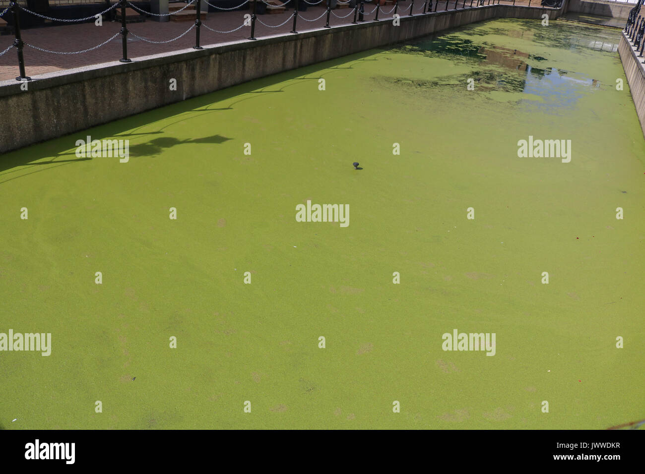 London, UK. 14th Aug, 2017. Residential houses overlooking a canal in Limehouse east London, UK. covered in growing green algae due to the recent hot weather conditions Credit: amer ghazzal/Alamy Live News Stock Photo