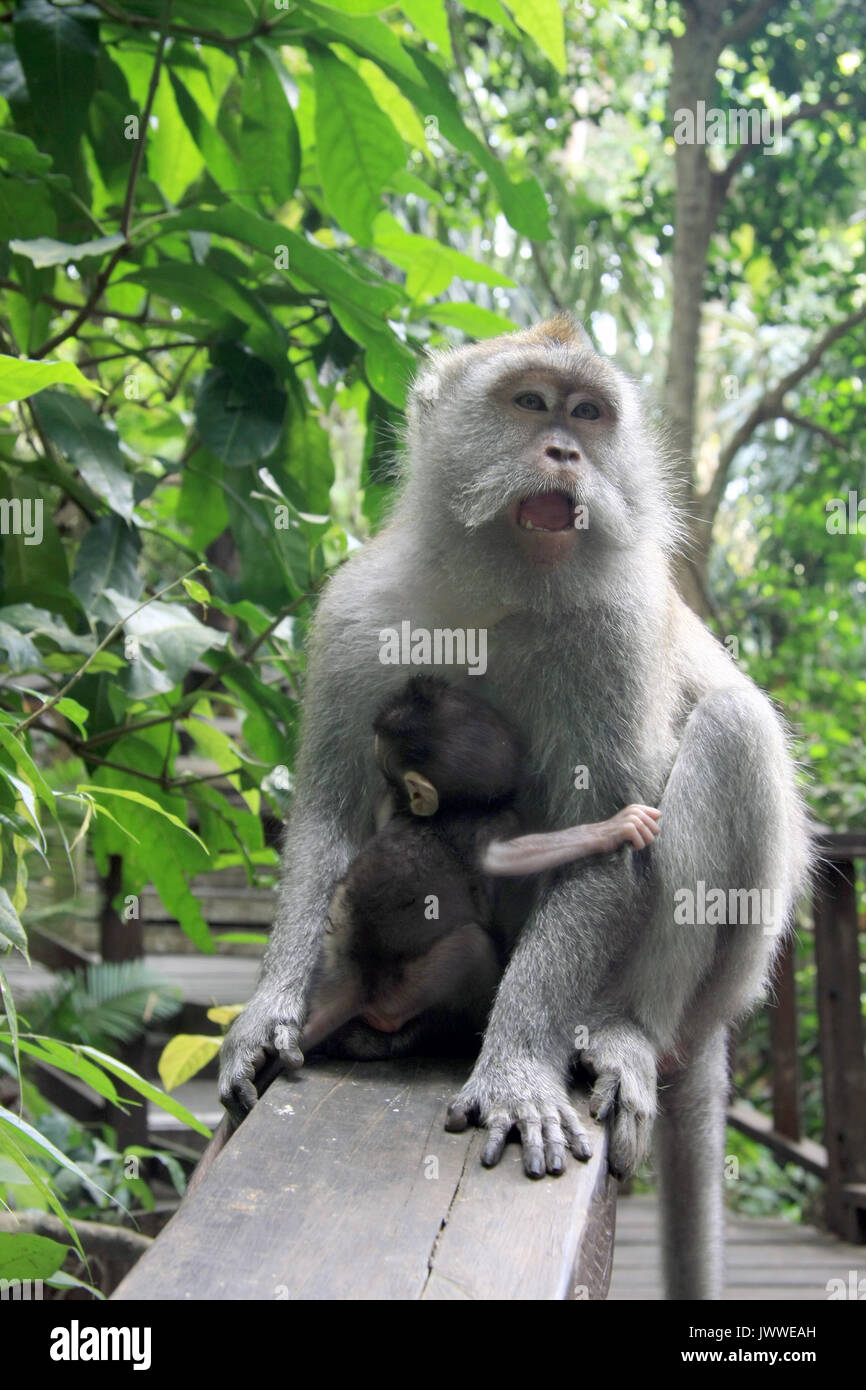 Balinese Monkey in Ubud forest, Bali, Indonesia Stock Photo