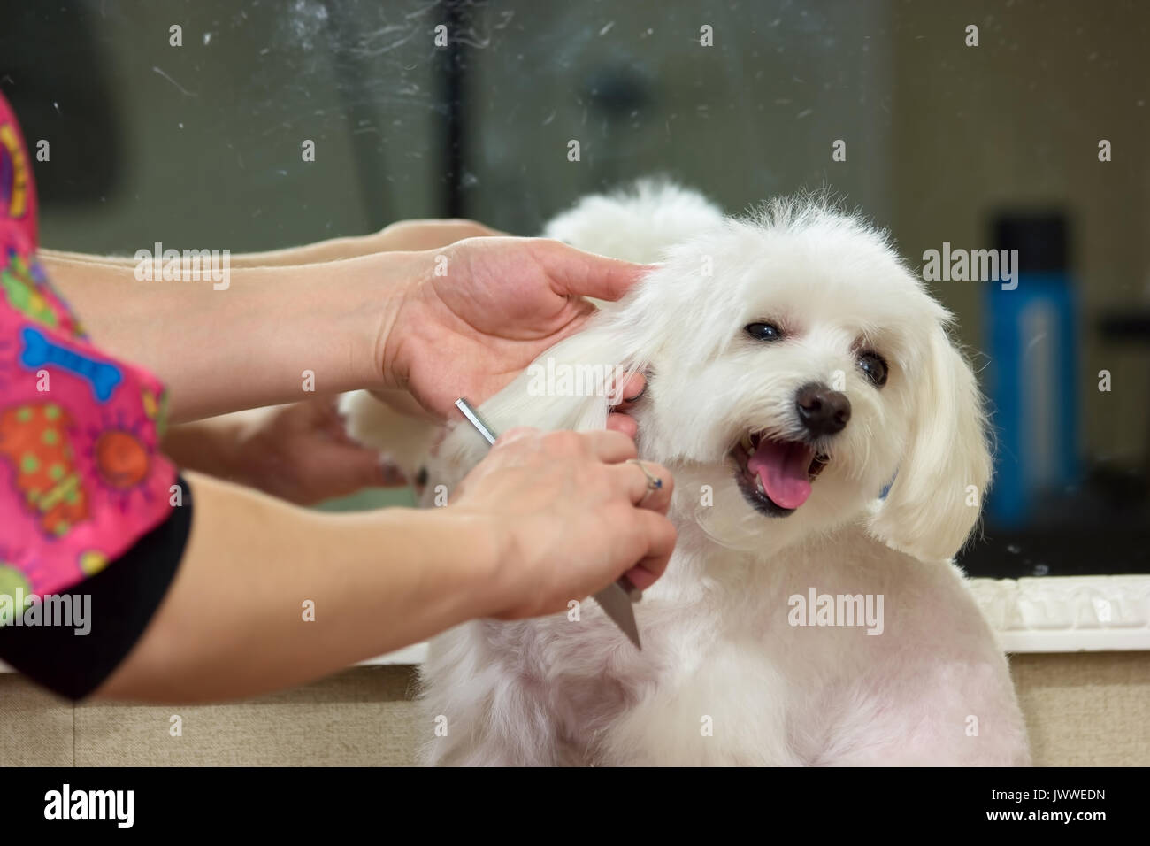 Hands with comb brushing dog. Dog grooming, maltese. Useful dog