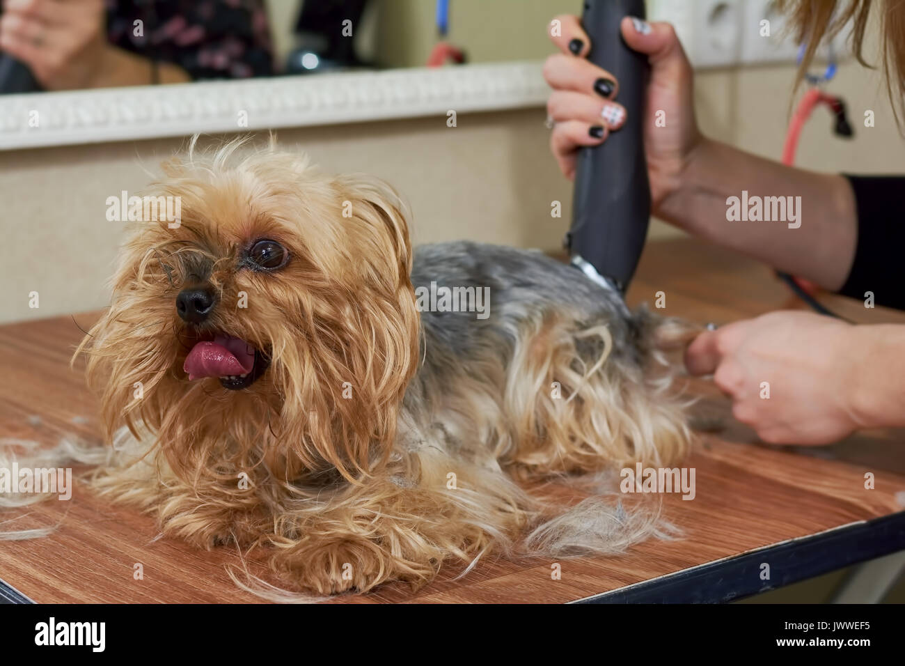 York terrier at the groomer. Cute dog getting haircut. Stock Photo