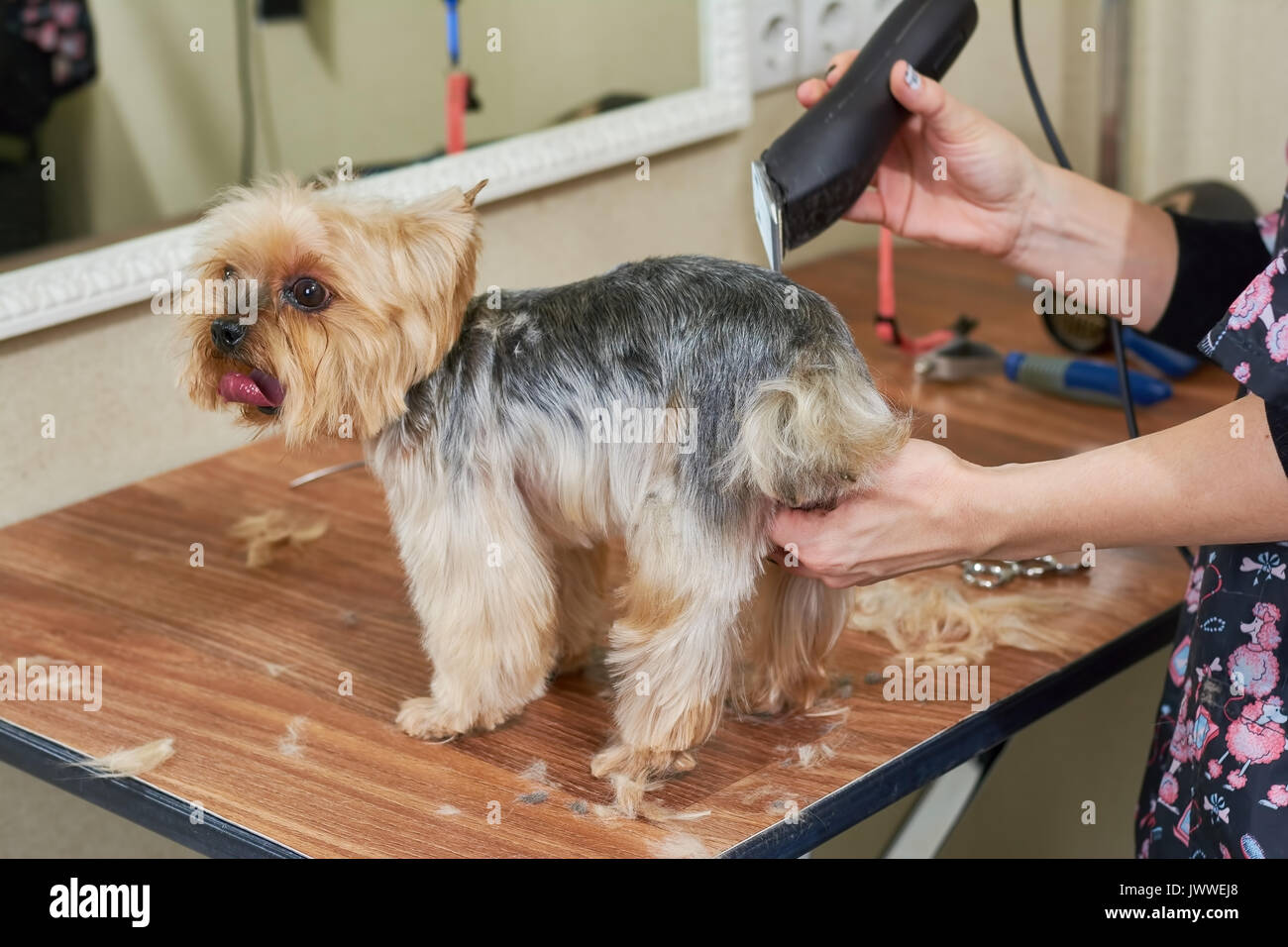 Груминг обучение. Академия груминга арчибальд. Грумер курсы. Собаки которых стригут. Стрижка бездомных собак до и после.
