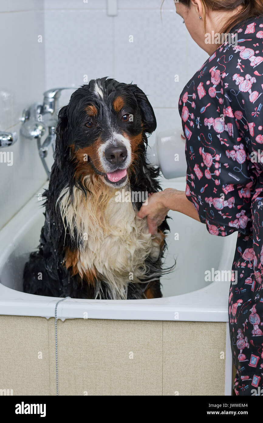How Do You Bathe A Big Dog In The Bathtub