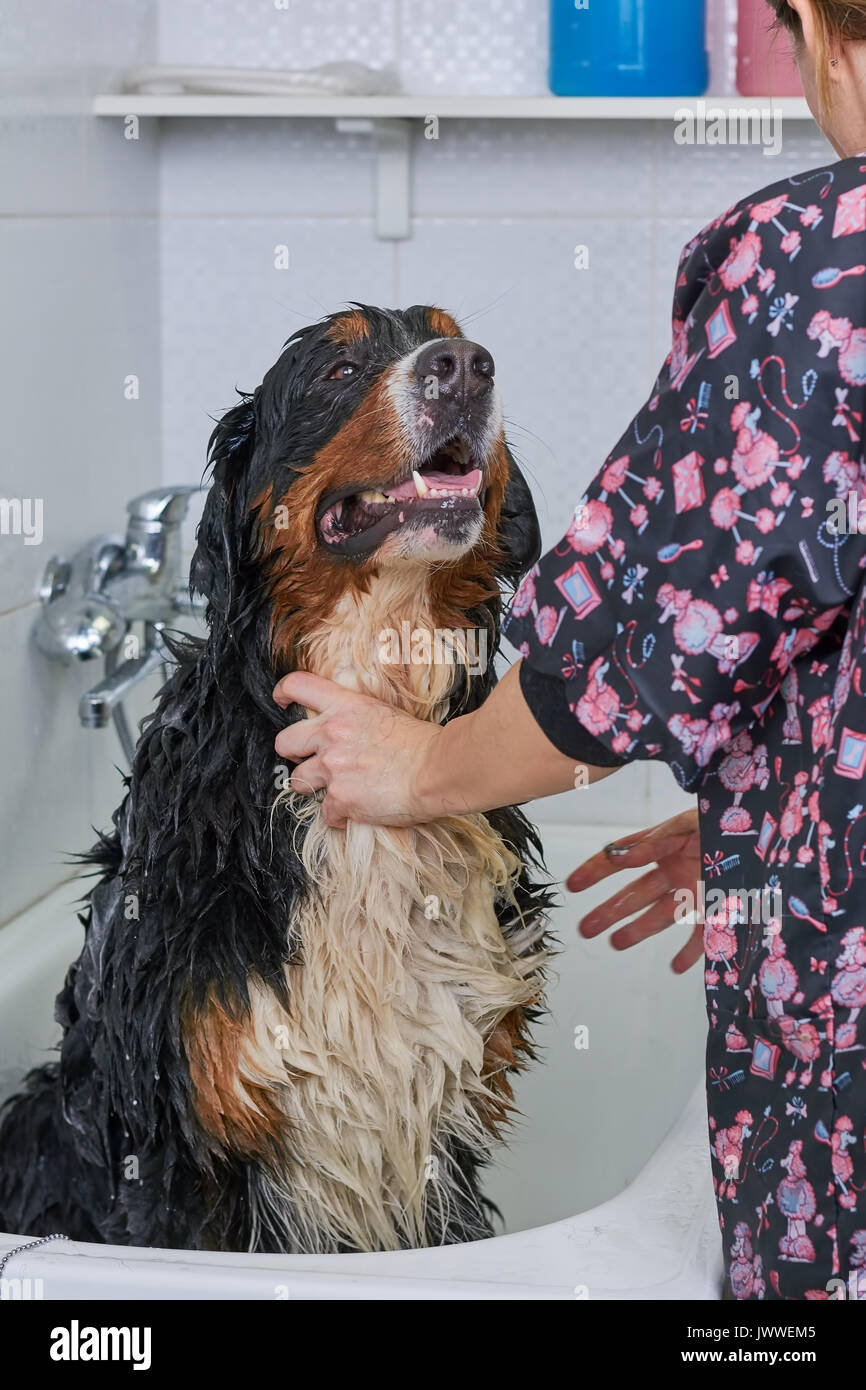 Wet bernese mountain dog. Woman bathing a dog Stock Photo Alamy