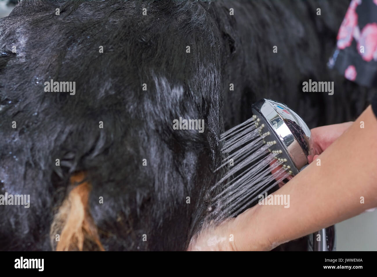 Hands washing dog close up. Wet dog hair Stock Photo Alamy
